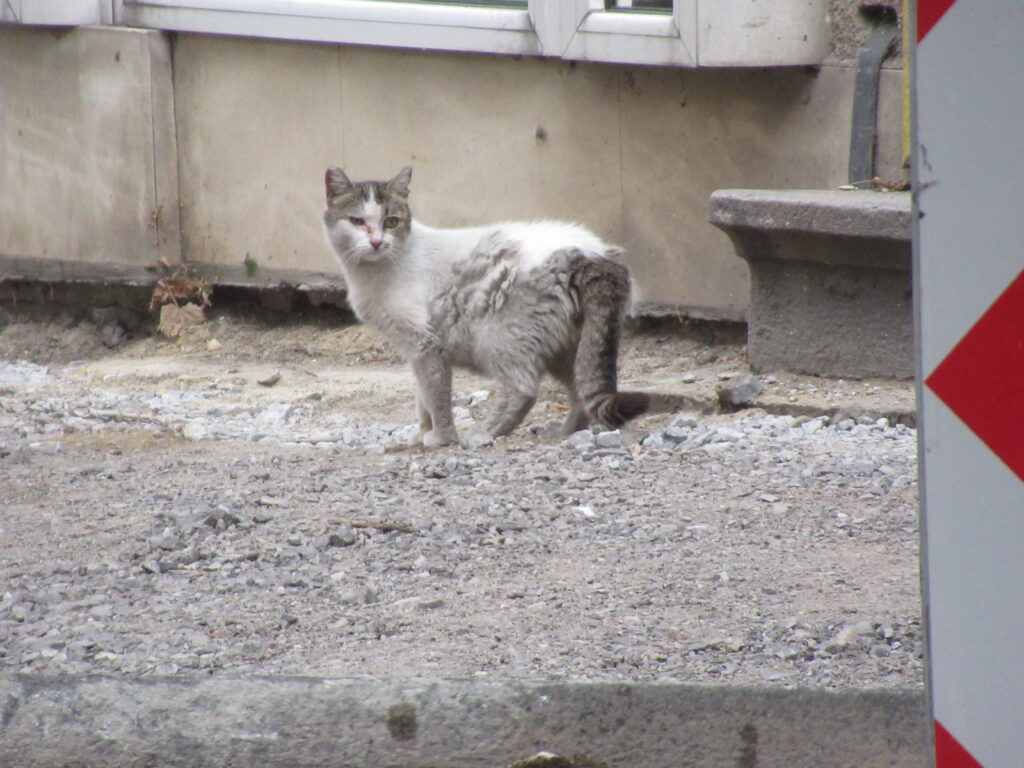 Sightseeing in Sofia: in bester Gesellschaft